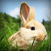 /album/wash-self-service/photolia-a03-jpg/